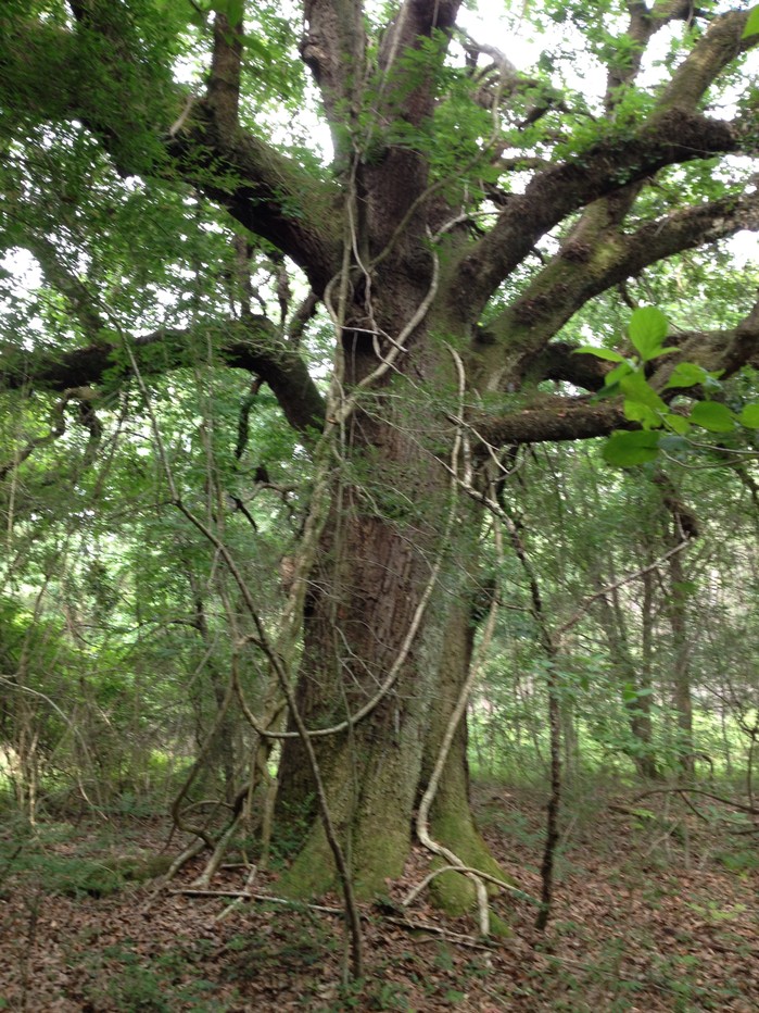 22pe788_oak_tree2.jpg by US Forest Service