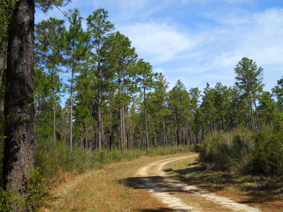 DeSoto_National_Forest.jpg By Woodlot [CC BY-SA 3.0  (https://creativecommons.org/licenses/by-sa/3.0) or GFDL (http://www.gnu.org/copyleft/fdl.html)], from Wikimedia Commons